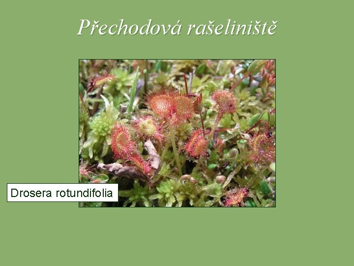 Přechodová rašeliniště Drosera rotundifolia 