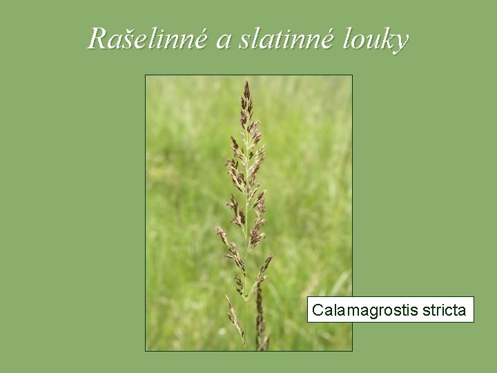 Rašelinné a slatinné louky Calamagrostis stricta 