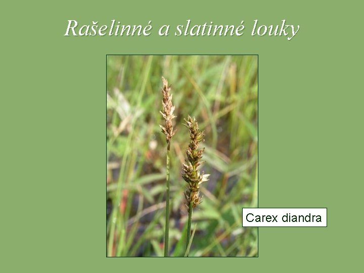 Rašelinné a slatinné louky Carex diandra 