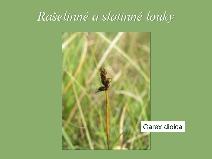 Rašelinné a slatinné louky Carex dioica 