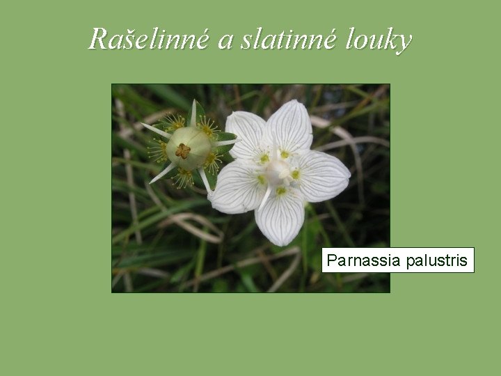 Rašelinné a slatinné louky Parnassia palustris 