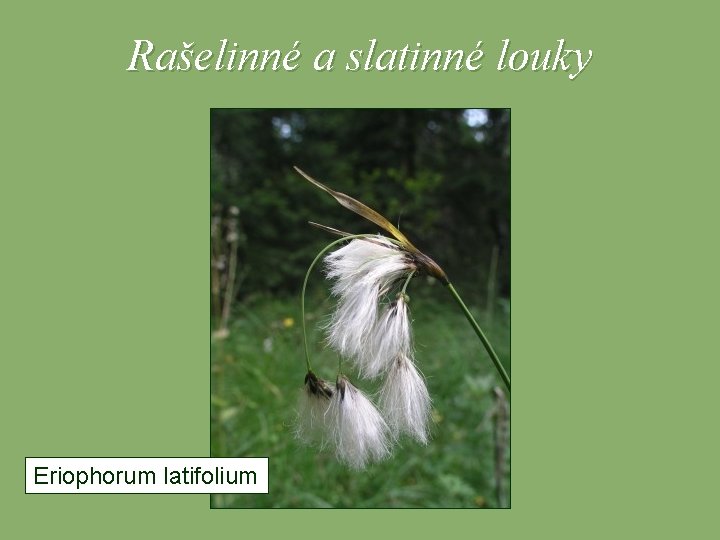 Rašelinné a slatinné louky Eriophorum latifolium 