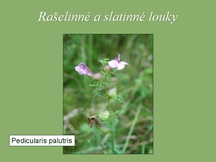 Rašelinné a slatinné louky Pedicularis palutris 