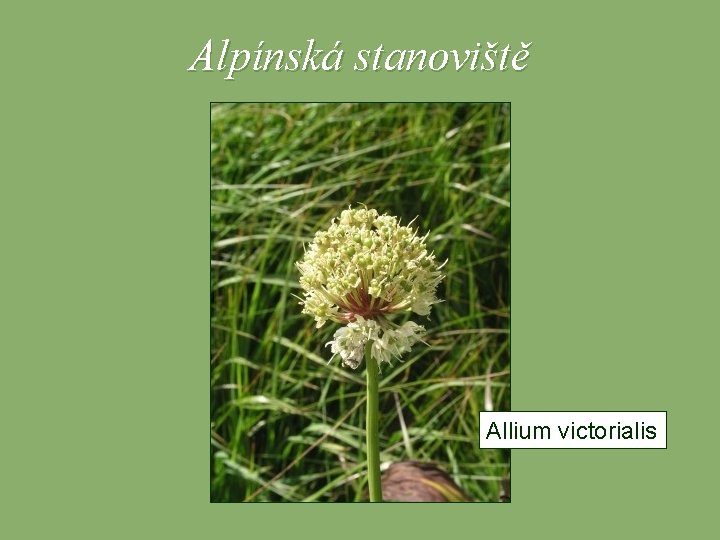 Alpínská stanoviště Allium victorialis 