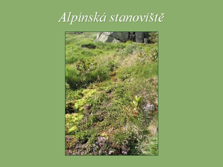 Alpínská stanoviště 