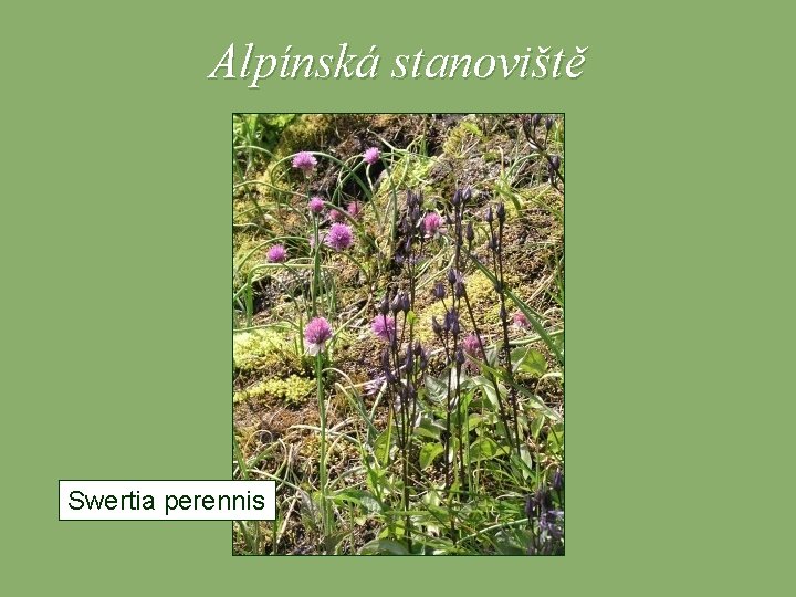 Alpínská stanoviště Swertia perennis 