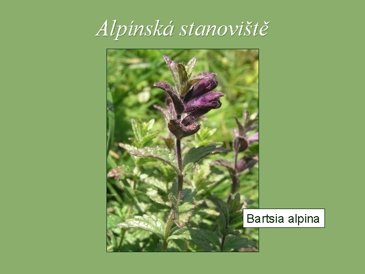 Alpínská stanoviště Bartsia alpina 