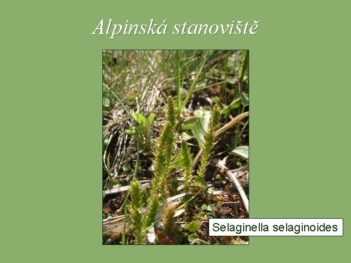 Alpínská stanoviště Selaginella selaginoides 