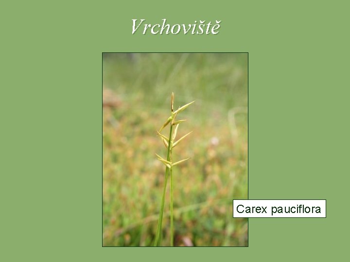 Vrchoviště Carex pauciflora 