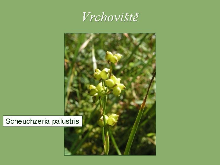 Vrchoviště Scheuchzeria palustris 