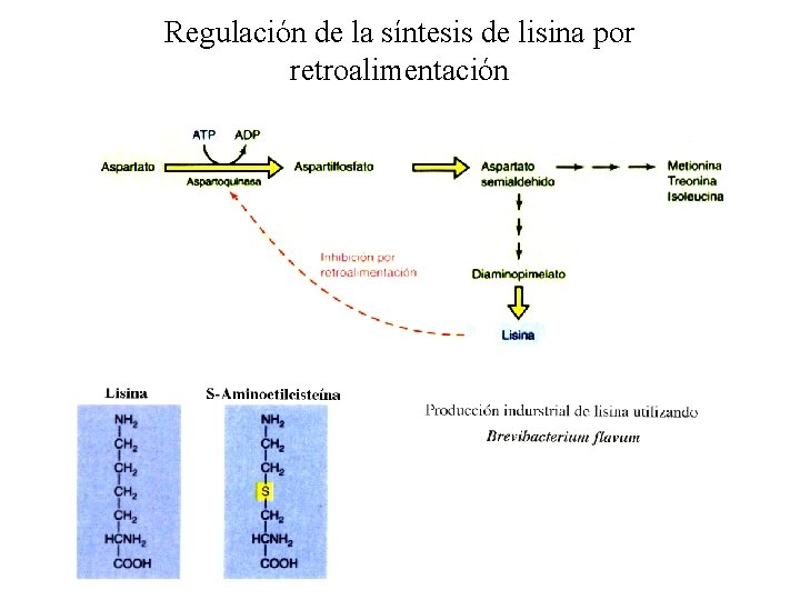 Regulación de la síntesis de lisina por retroalimentación 