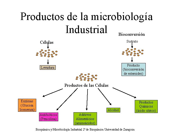 Productos de la microbiología Industrial Bioconversión Sustrato Células Producto (bioconversión de esteroides) Levadura Productos