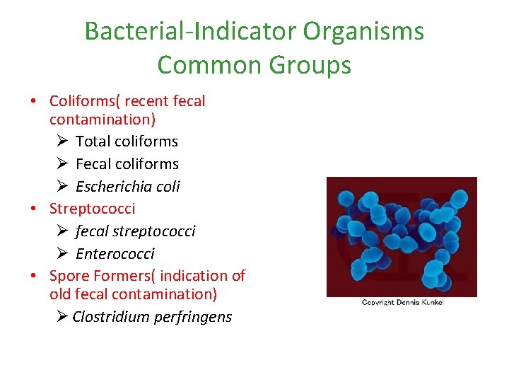 Bacterial-Indicator Organisms Common Groups • Coliforms( recent fecal contamination) Ø Total coliforms Ø Fecal