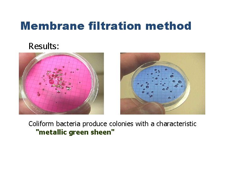 Membrane filtration method Results: Coliform bacteria produce colonies with a characteristic "metallic green sheen"