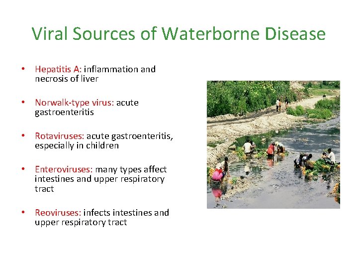 Viral Sources of Waterborne Disease • Hepatitis A: inflammation and necrosis of liver •