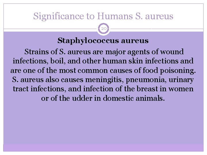 Significance to Humans S. aureus 20 Staphylococcus aureus Strains of S. aureus are major