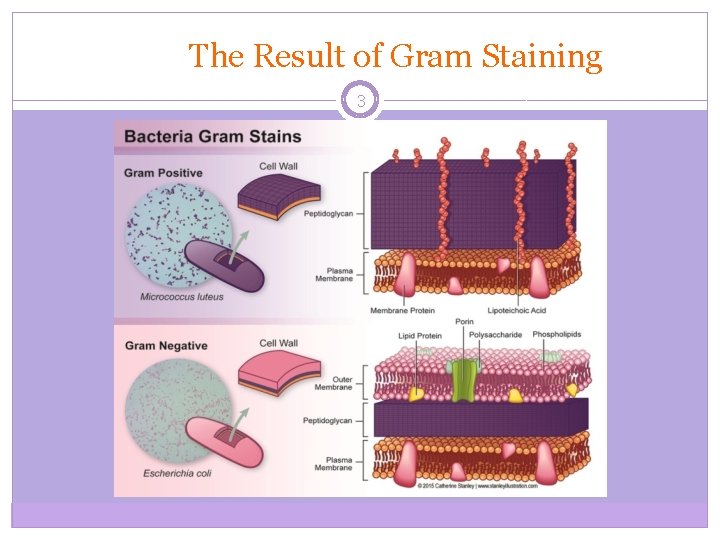 The Result of Gram Staining 3 