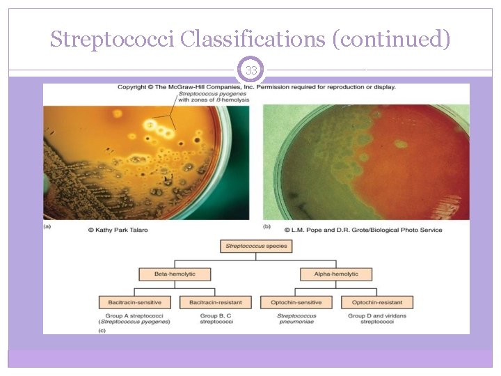 Streptococci Classifications (continued) 33 