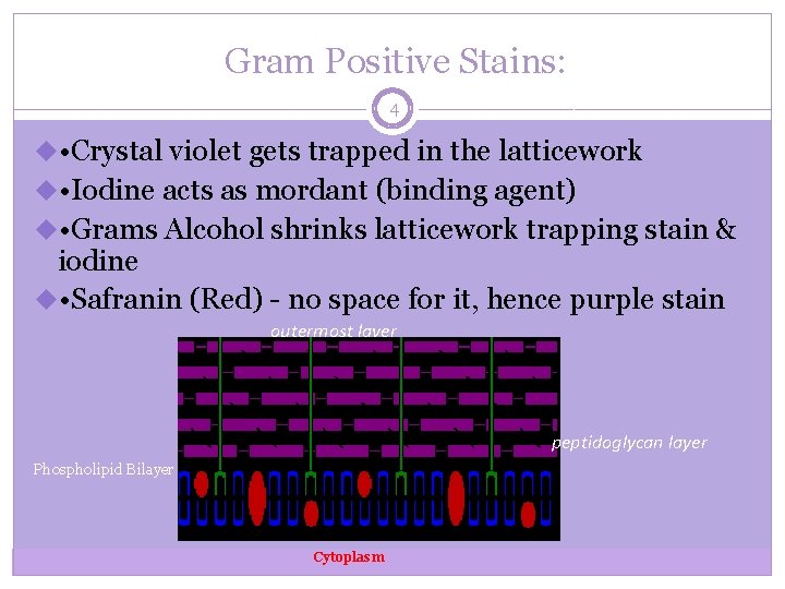  Gram Positive Stains: 4 u • Crystal violet gets trapped in the latticework