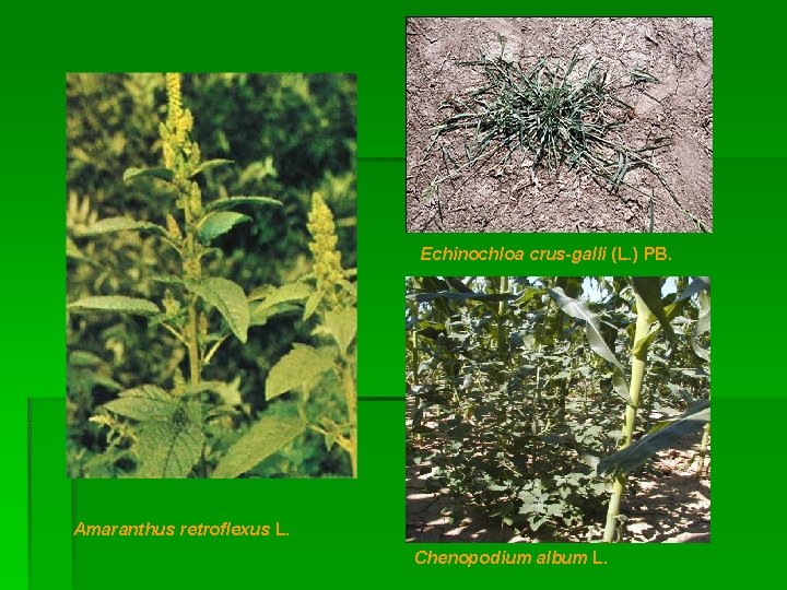 Echinochloa crus-galli (L. ) PB. Amaranthus retroflexus L. Chenopodium album L. 