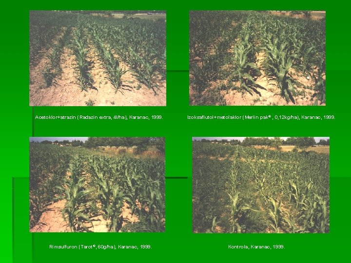 Acetoklor+atrazin (Radazin extra, 4 l/ha), Karanac, 1999. Rimsulfuron (Tarot®, 60 g/ha), Karanac, 1999. Izoksaflutol+metolaklor