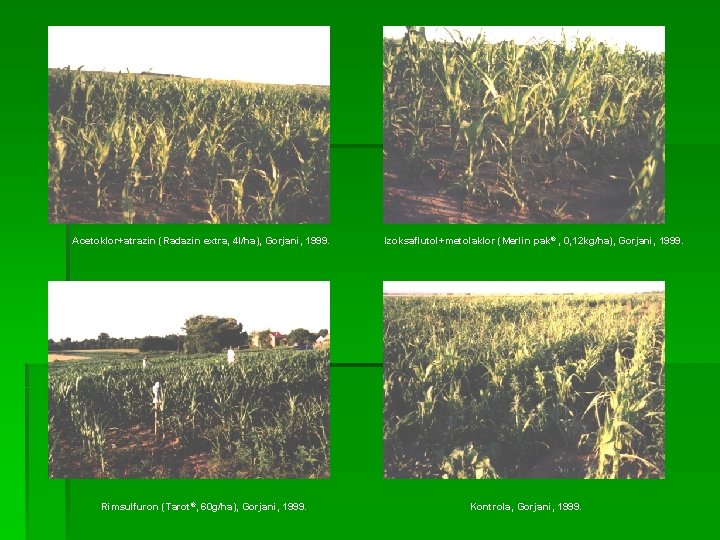 Acetoklor+atrazin (Radazin extra, 4 l/ha), Gorjani, 1999. Rimsulfuron (Tarot®, 60 g/ha), Gorjani, 1999. Izoksaflutol+metolaklor