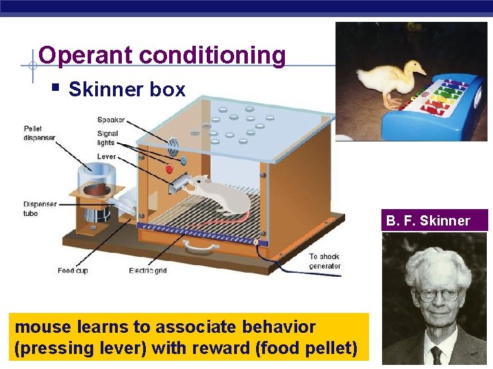Operant conditioning § Skinner box B. F. Skinner mouse learns to associate behavior (pressing