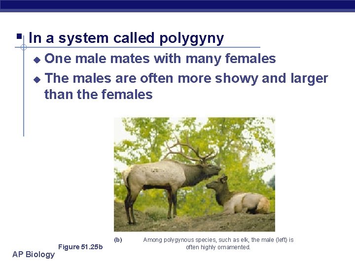§ In a system called polygyny One male mates with many females u The