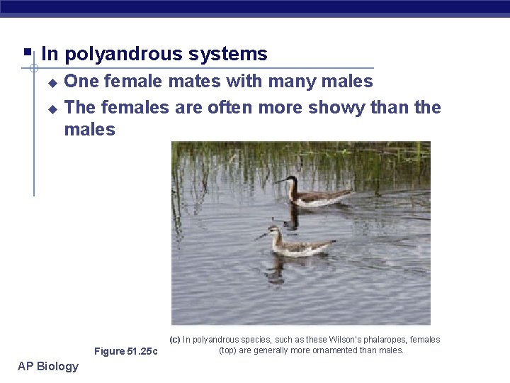 § In polyandrous systems One female mates with many males u The females are