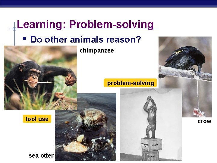 Learning: Problem-solving § Do other animals reason? chimpanzee problem-solving tool use sea AP Biology