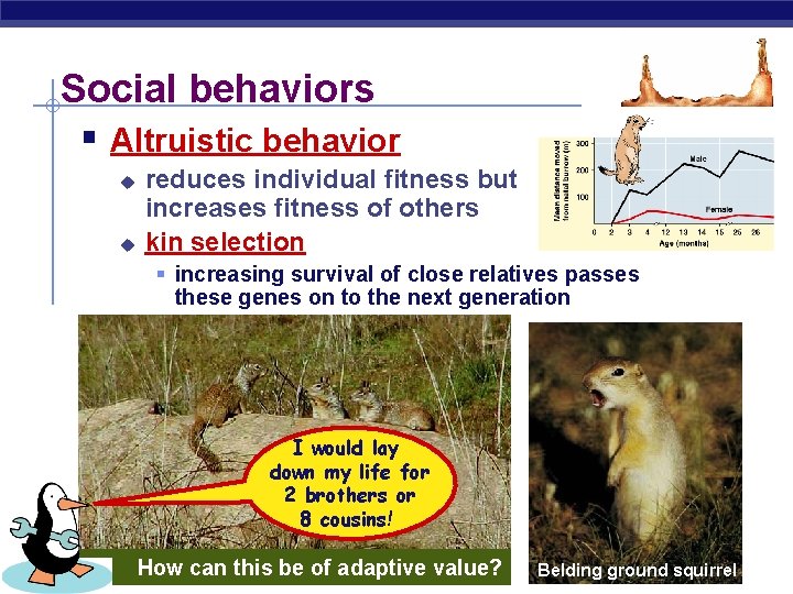 Social behaviors § Altruistic behavior u u reduces individual fitness but increases fitness of