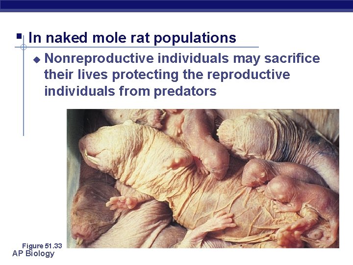 § In naked mole rat populations u Nonreproductive individuals may sacrifice their lives protecting