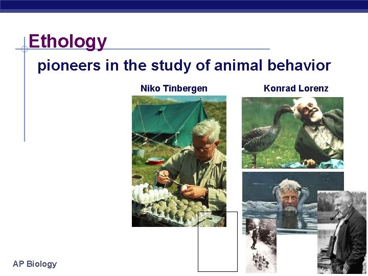 Ethology pioneers in the study of animal behavior Niko Tinbergen AP Biology Konrad Lorenz