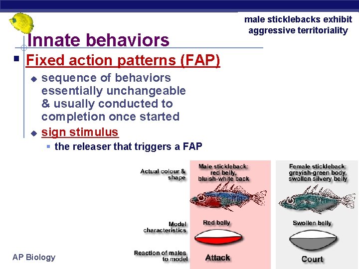Innate behaviors § Fixed action patterns (FAP) u u sequence of behaviors essentially unchangeable