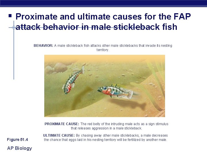 § Proximate and ultimate causes for the FAP attack behavior in male stickleback fish
