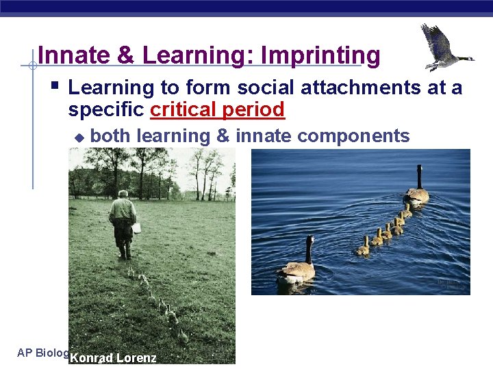 Innate & Learning: Imprinting § Learning to form social attachments at a specific critical