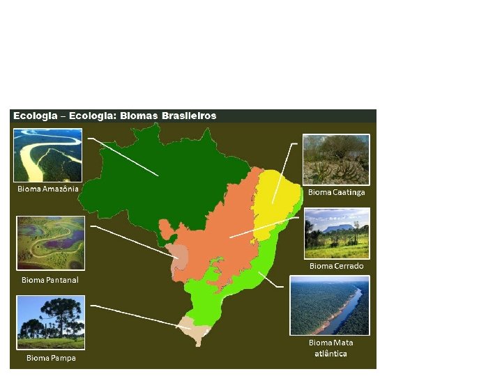 Fraternidade e Biomas do Brasil https: //4. bp. blogspot. com/-MOq 8 c. Ii. RMz.