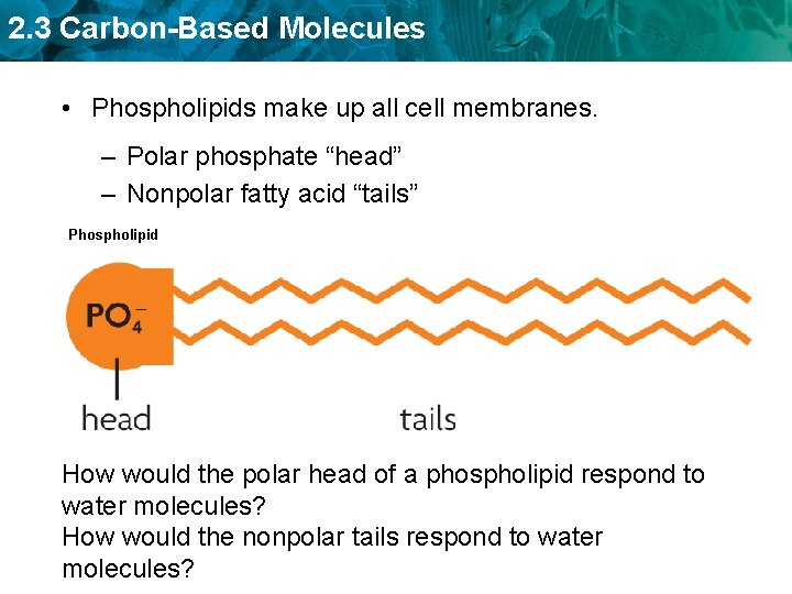 2. 3 Carbon-Based Molecules • Phospholipids make up all cell membranes. – Polar phosphate