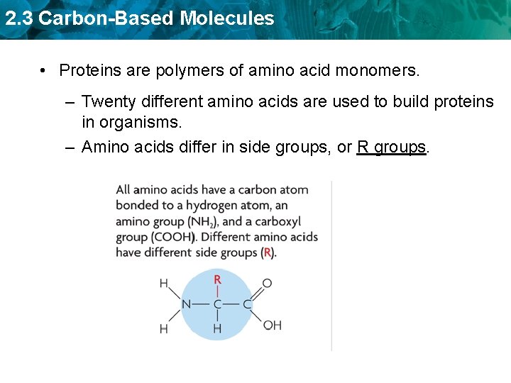 2. 3 Carbon-Based Molecules • Proteins are polymers of amino acid monomers. – Twenty