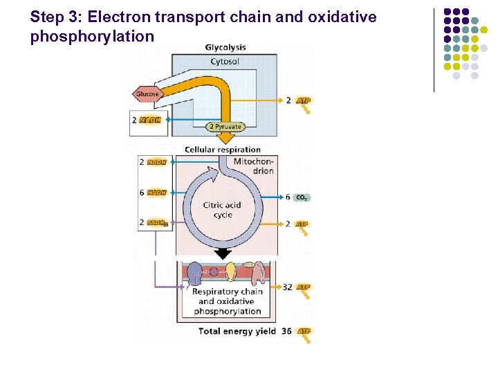 Step 3: Electron transport chain and oxidative phosphorylation 