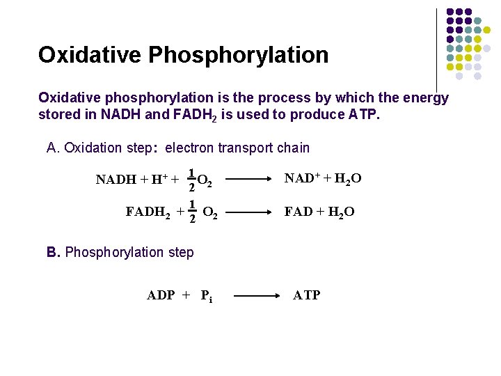 Oxidative Phosphorylation Oxidative phosphorylation is the process by which the energy stored in NADH