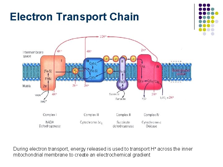 Electron Transport Chain During electron transport, energy released is used to transport H+ across