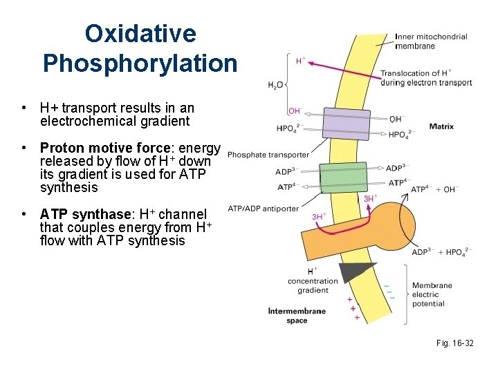 Oxidative Phosphorylation • H+ transport results in an electrochemical gradient • Proton motive force: