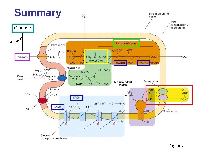 Summary Glucose ATP Fig. 16 -9 