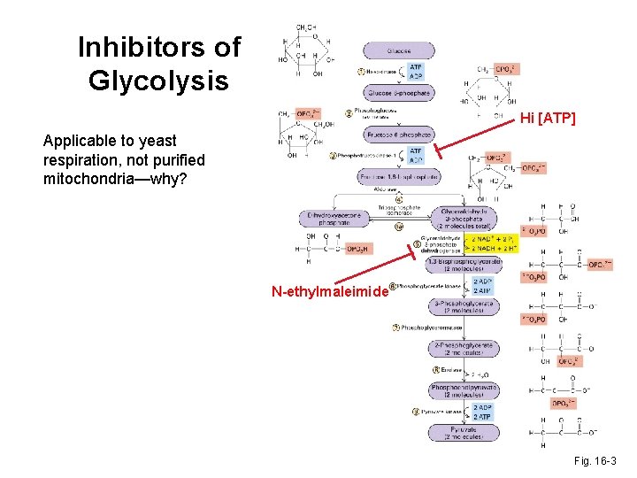 Inhibitors of Glycolysis Hi [ATP] Applicable to yeast respiration, not purified mitochondria—why? N-ethylmaleimide Fig.