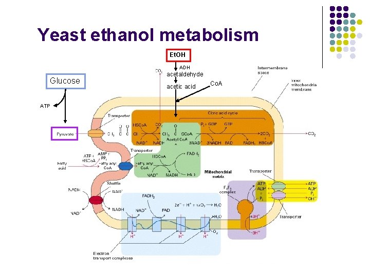 Yeast ethanol metabolism Et. OH ADH Glucose ATP acetaldehyde acetic acid Co. A 