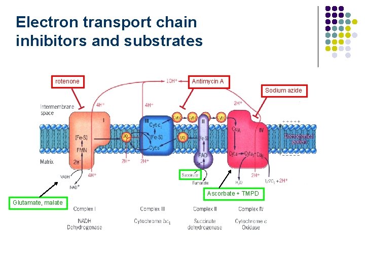 Electron transport chain inhibitors and substrates rotenone Antimycin A Sodium azide Ascorbate + TMPD