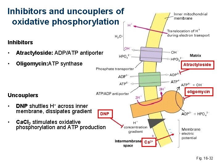 Inhibitors and uncouplers of oxidative phosphorylation Inhibitors • Atractyloside: ADP/ATP antiporter • Oligomycin: ATP