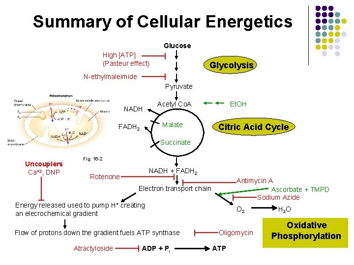 Summary of Cellular Energetics Glucose High [ATP] (Pasteur effect) Glycolysis N-ethylmaleimide Pyruvate NADH Malate