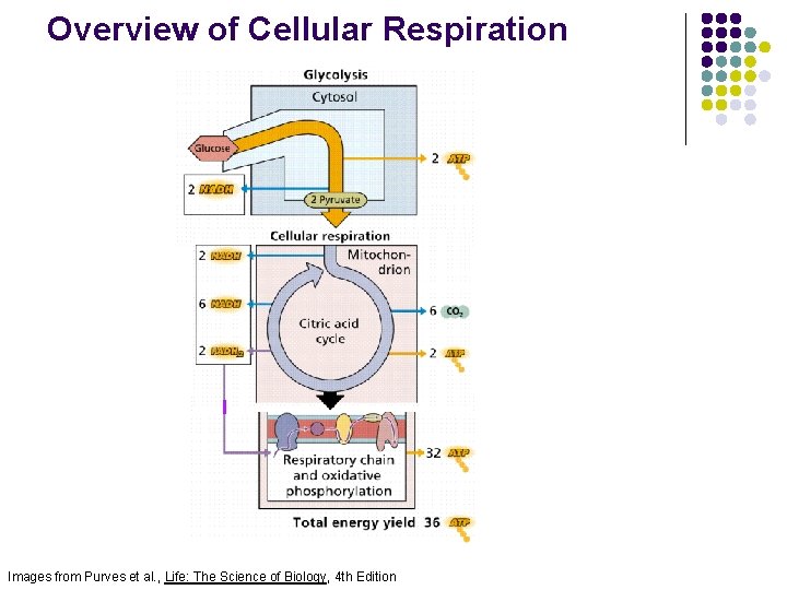 Overview of Cellular Respiration Images from Purves et al. , Life: The Science of